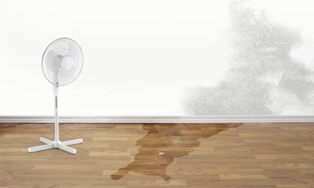 Best Structural Drying Services in New London, IA